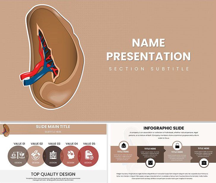 Spleen and Blood Cell Keynote: Medical Visuals