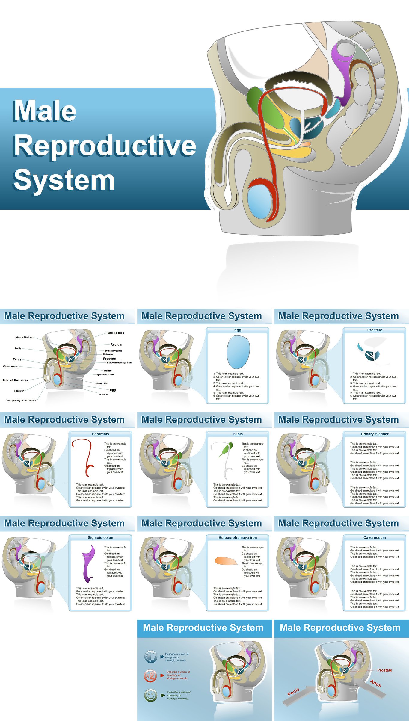Male Reproductive System Powerpoint Shapes Download Presentation Templates